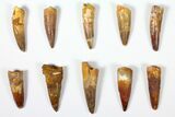 Lot: to Bargain Spinosaurus Teeth - Pieces #126281-1